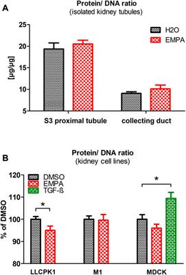 Empagliflozin increases kidney weight due to increased cell size in the proximal tubule S3 segment and the collecting duct